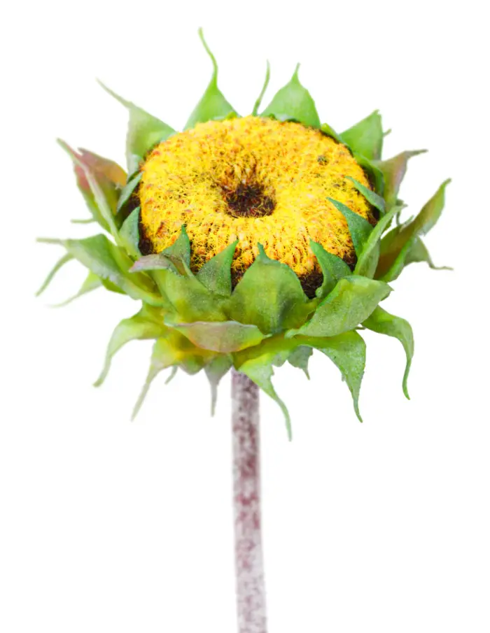 Vara con flor de girasol amarilla de 11x60x0.1cm - Image 2