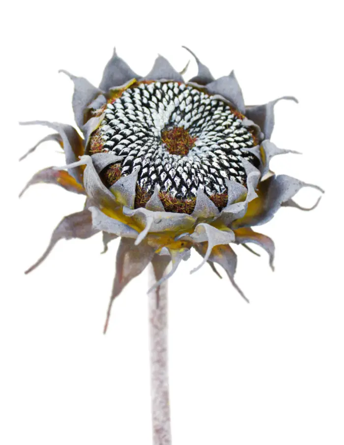Vara con flor de girasol negra de 11x60x0.1cm - Image 2