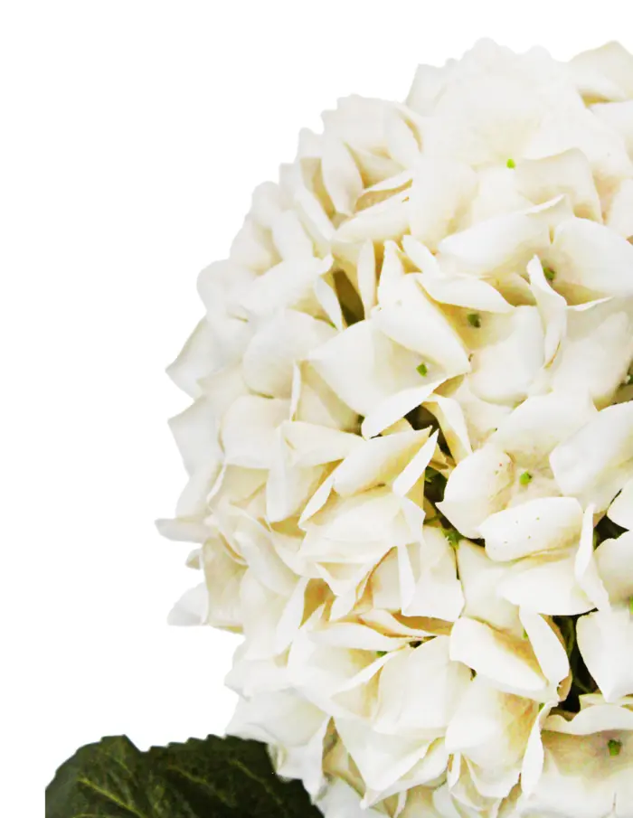 Vara con flor - Image 2