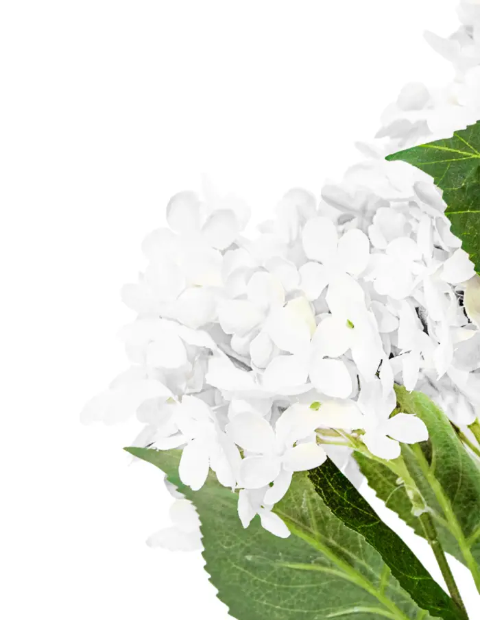 Ramo con flores de hortensias blancas de 68cm - Image 2
