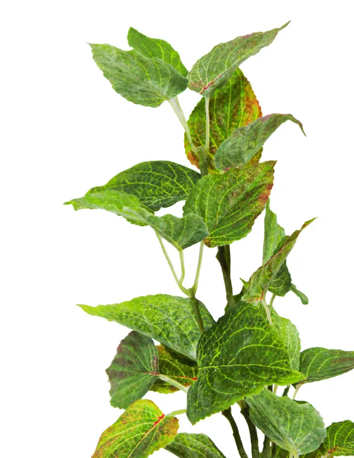 Vara de hojas - Image 2