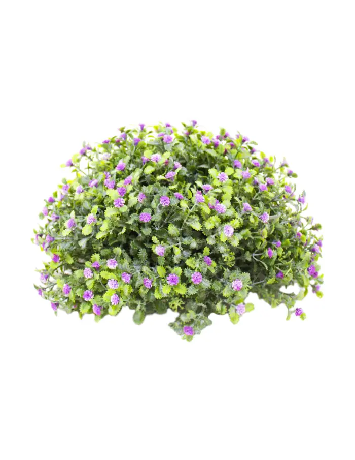 Esfera  de alcaravea  con flores moradas p/ maceta de 28cm - Image 2