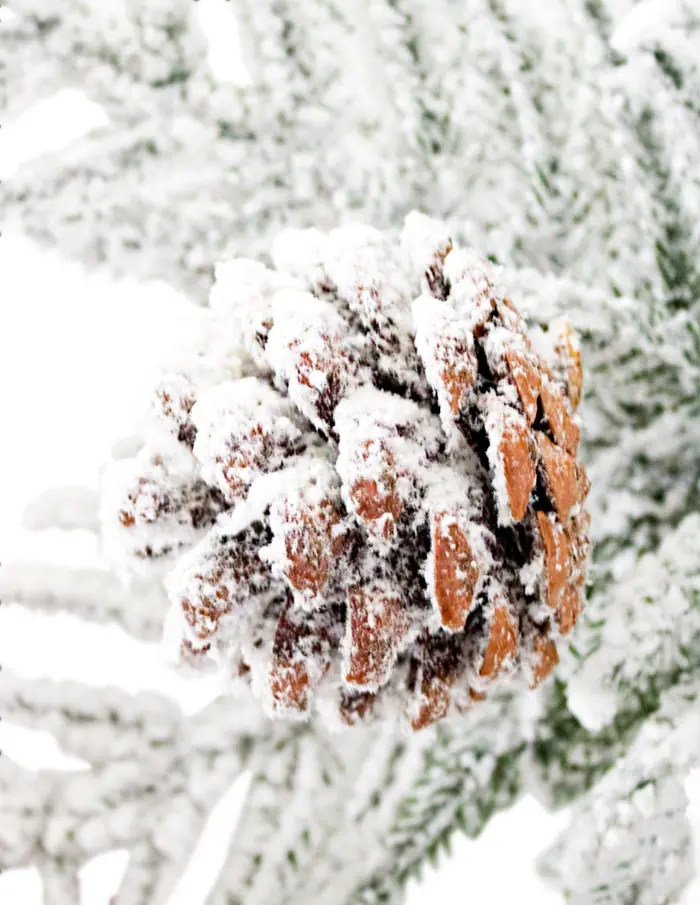 Árbol de Navidad nevado con nochebuenas y piñas de 1.8m - Image 2