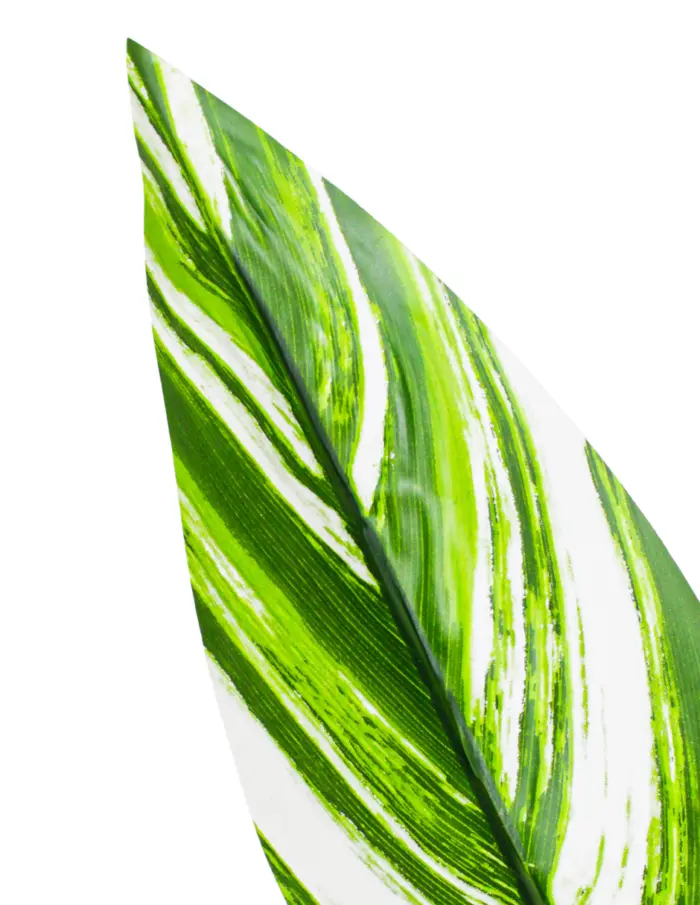 Planta artificial de hojas gaspeadas con maceta de 15x15x145cm - Image 2