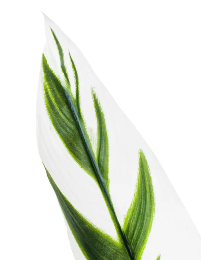 Planta artificial de hojas gaspeadas con maceta 15x15x140cm - Image 2