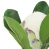 Vara de flor artificial de alcachofa blanca de 7.5x50x0.1cm - Image 3