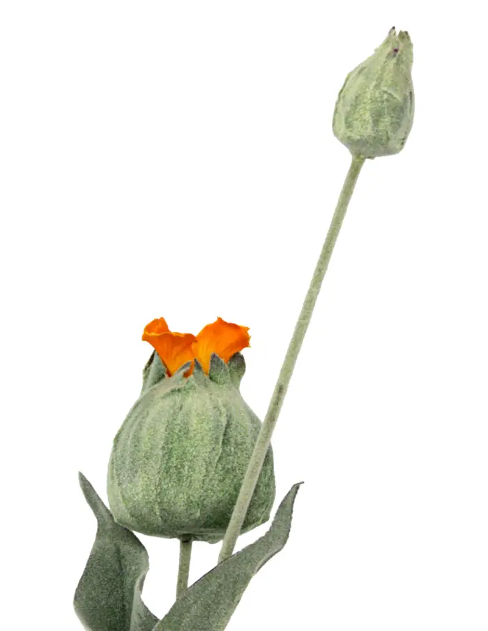 Vara de flores artificiales naranja de 16x78x0.1cm - Image 3