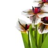 Ramo de orquídeas blancas con azul de 15x15x31cm - Image 3