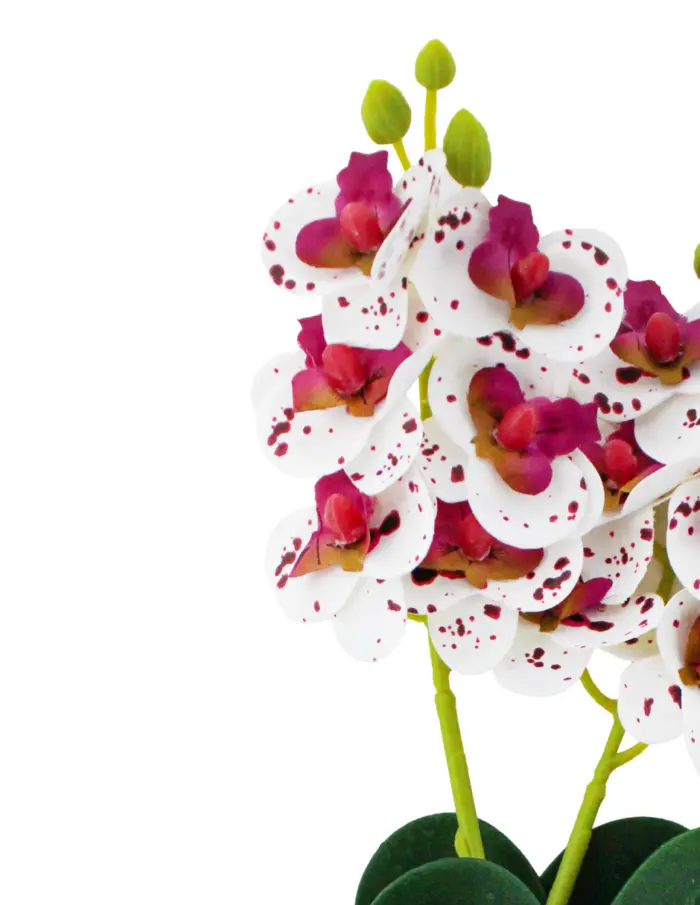 Vara artificial de orquideas blancas con vino de 12x31x0.1cm - Image 2