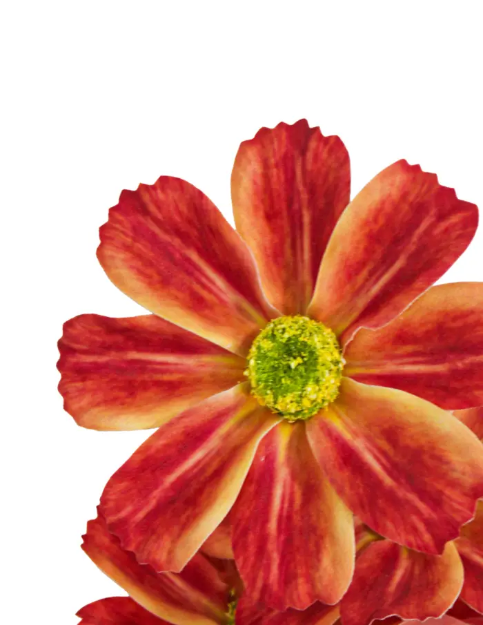 Vara de flores artificiales de margaritas naranja de 20x64x0.1cm - Image 3