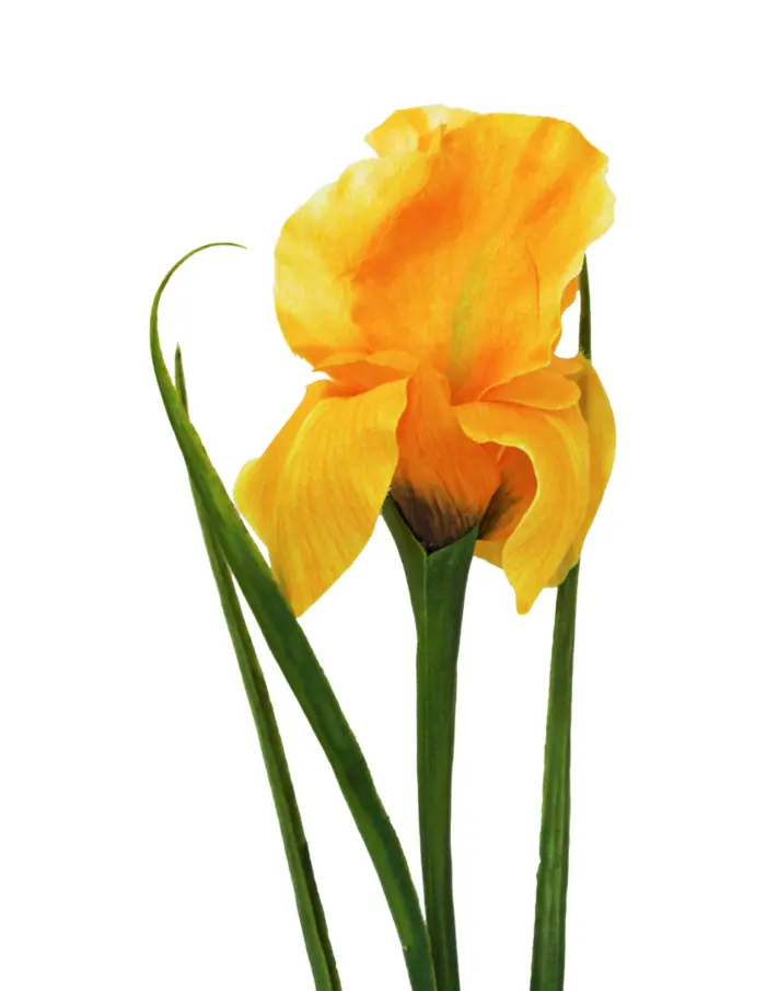 Vara de iris amarilla de 60cm - Image 2