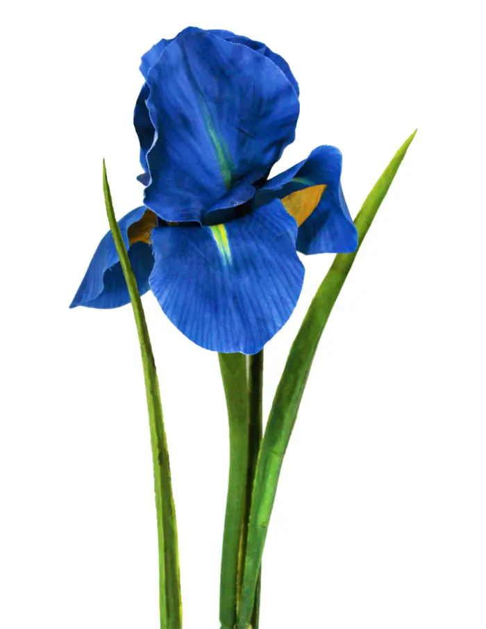 Vara de flor de iris azul de 12x15x60cm - Image 2
