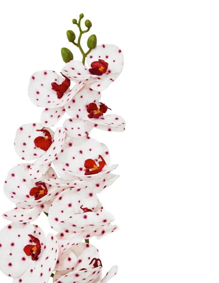 Vara de orquídea blanca con puntos vino de 17x100x0.1cm - Image 2