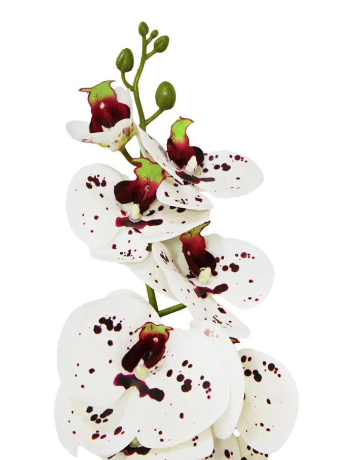 Vara de orquídea blanca con puntos violeta de 15x97x0.1cm - Image 2