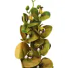 Vara de orquídea verde de 15x97x0.1cm - Image 2