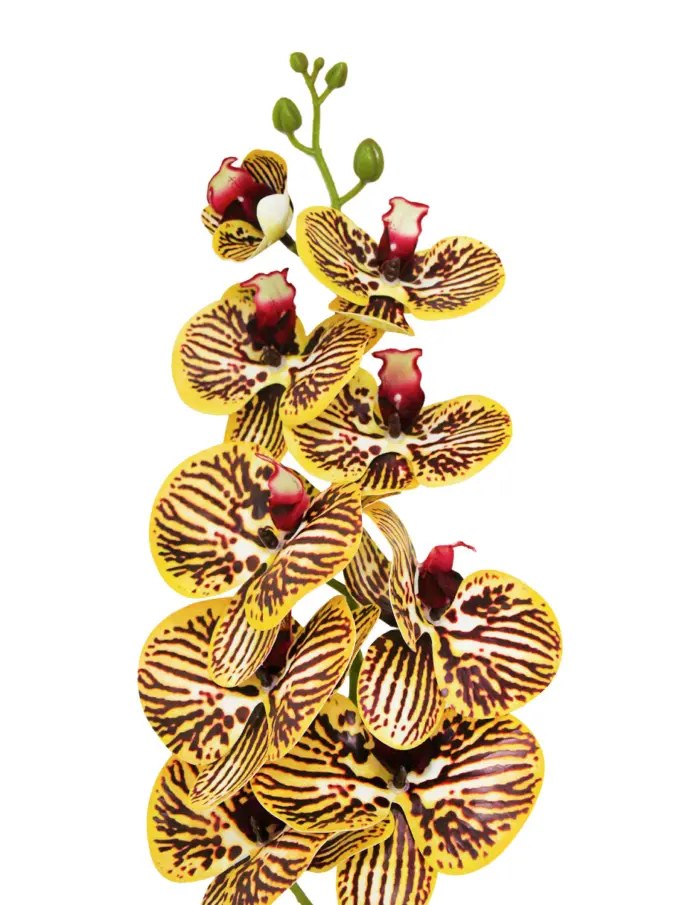 Vara de orquídea amarillas con violeta de 15x97x0.1cm - Image 2