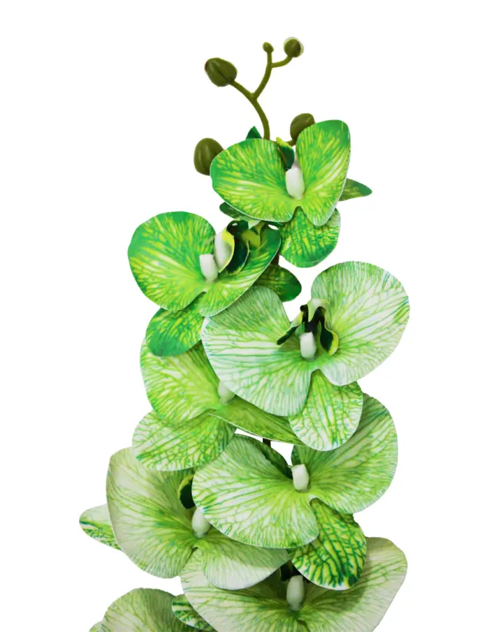Vara de orquídea verde jaspeada de 15x91x0.1cm - Image 2