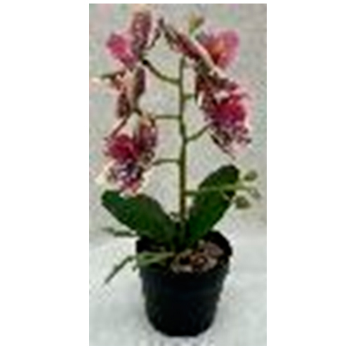 304001736085-galerias el triunfo