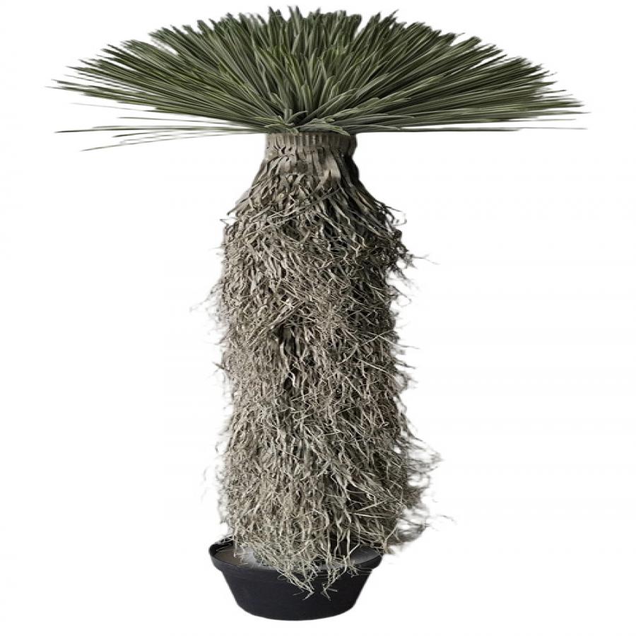 304001736411-galerias el triunfo