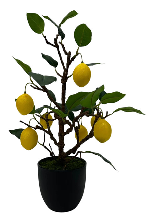 305001736755-galerias el triunfo