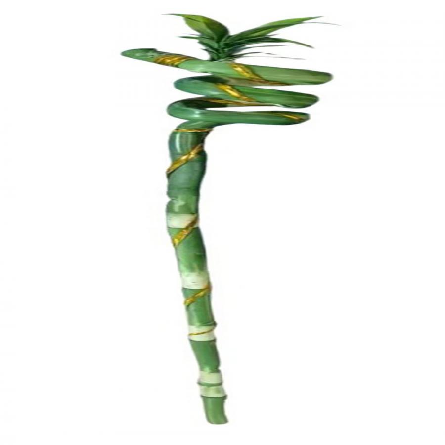 305001736784-galerias el triunfo