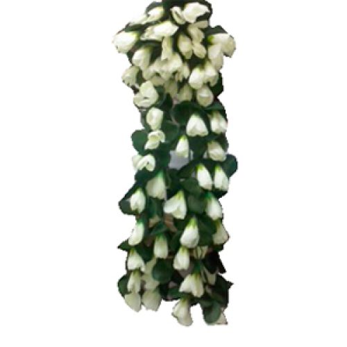 Rosas colgantes blancas - Galerías el Triunfo - 261171736608