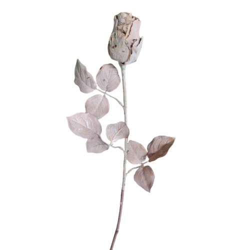 Vara de rosa beige - Galerías el Triunfo - 291001736441